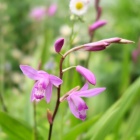 『汚庭改造計画3日目、通路を塞いでいたシランやガウラを抜く』の画像