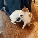 激突！　ペロ vs プン