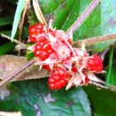 大自然を味わう☆八菅山いこいの森・冬イチゴ・エナガ☆