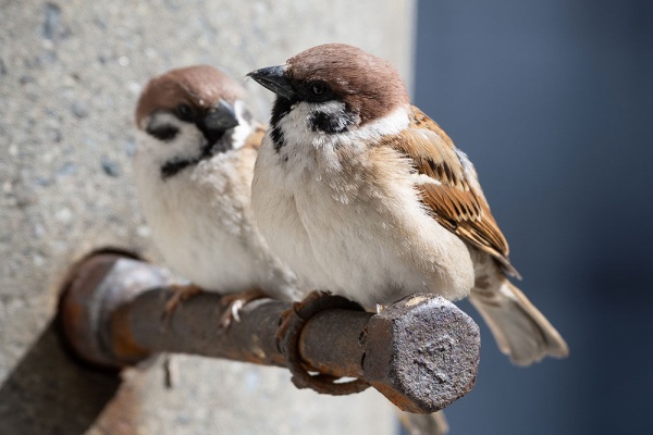 スズメ食堂 スズメ