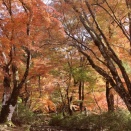今が見頃、丹波・高源寺の紅葉（１）