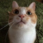 にゃんこ速報～修羅場・キチママ・生活まとめ～
