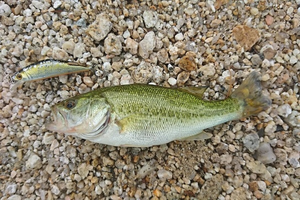 猪丸の釣りとグルメと 料理
