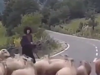 この羊は完璧にコメディをわかっている。羊の群れと道で出くわしたときの悲劇。海外の反応