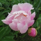 雨上がりの芍薬