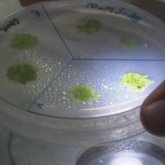 生命は宇宙から飛来した？宇宙空間にさらされたコケ胞子地球で8割以上発芽