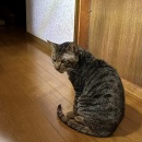怖い急変＆ムネ肉ピカタ