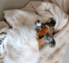 【50代主婦ブログ】雨の日の過ごし方