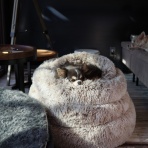 たかシェフのおうちごはん。と、白い犬。と、チワワ。