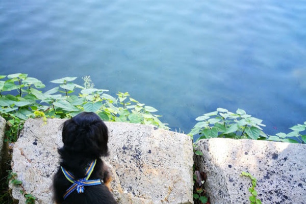 犬と暮らす ひとさじのシンプルなアイデア 17 11