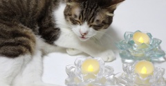 お盆の猫ら。