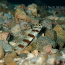 ハゼの金脈みっけたーー！！