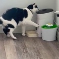 自動給餌器を自販機みたいに揺さぶる猫「悪知恵にかけては天才」【海外の反応】