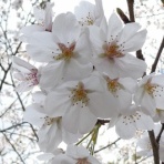 高知のんのんお散歩