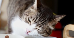 あの猫ちゃんのオマケ付き。
