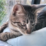 今を生きる～猫と共に