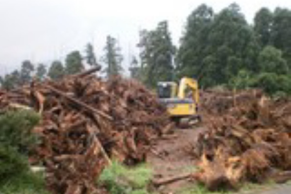 星野村の星の花公園へ行こう