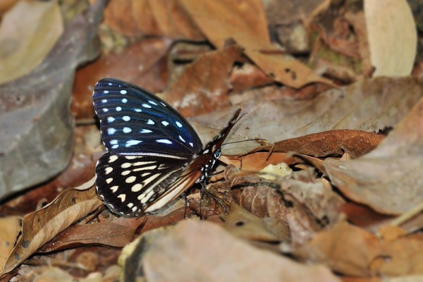 シジミタテハ「5種」 南米のシジミタテハ5種