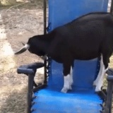 【GIF】油断禁物…動物のハプニング映像47選