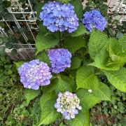 ＊青い紫陽花、白い紫陽花、6月の花々