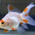 🐟金魚•メダカ入舎情報‼️