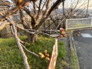 河内森駅前の桜、なんかもうちょっとで咲きそう