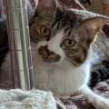 なつちゃん　　そら君と柄が似ている