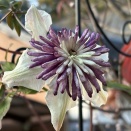 師走のヴィエネッタ＆エル、葉牡丹の寄せ植え