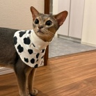 わか坊、ネックカラーの練習をする