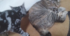 実物のﾈｺﾁｬﾝたちセカンド10