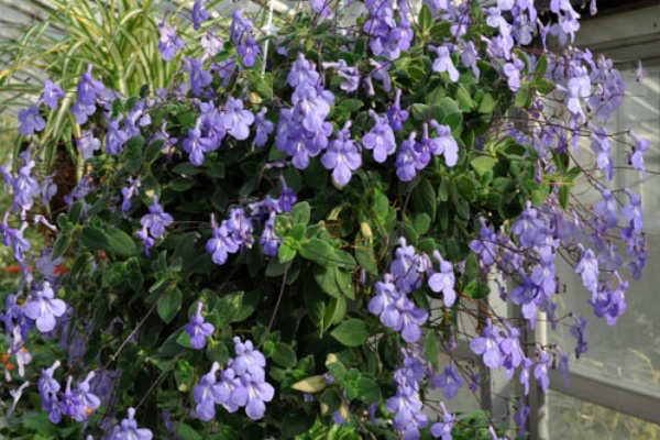 ストレプトカーパス Alex S Garden Party