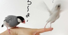 強引に聴かされる歌