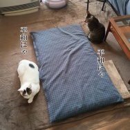 春休みが明けるとアレが捗る。と、黒の肉球つくりました。