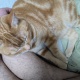 猫がケツくっつけてくるんやが
