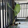 モンステラの管理