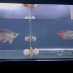 アジアアロワナ専門店《神龍》