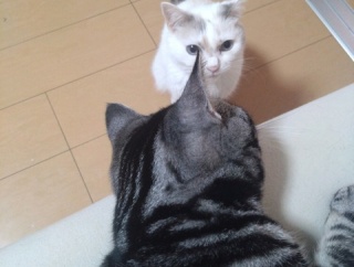 実物のﾈｺﾁｬﾝたちセカンド245