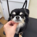 トリミングブログ