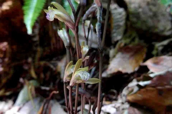 山の花 里の花に心癒されて 16年05月