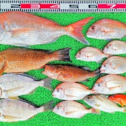 2026年6月16日　釣果