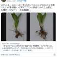 【北海道】「ギョウジャニンニクの天ぷらを食べた」自宅の庭に観賞用に植えていた有毒植物・イヌサフランの誤食で70代女性死亡　札幌市