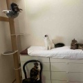 結婚記念日に本鮪のカマステーキ