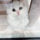 今日のにゃんこ