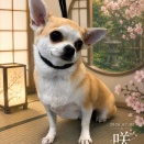 トリミングブログ