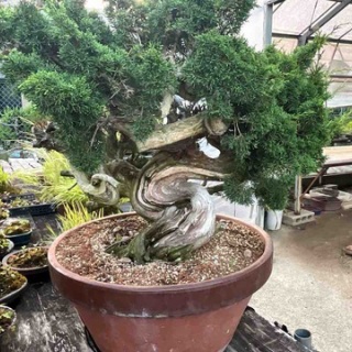 雨竹 盆栽 水石 便り