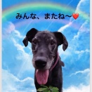 軽井沢からお空へ🌈🌈グレートデンのミシェル