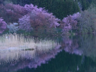再度中綱湖オオヤマザクラ 、鹿島槍ヶ岳を望見ながら桜。