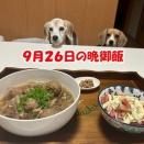 賭けの刺激療法