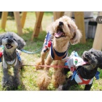 でこぼこトイプードル日記＋ニャン