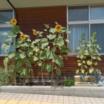 梅の里保育園写真日記